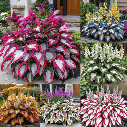 🌿Rare Hosta Seeds for Lush Shade Gardens💖🔥1 Pack-100 Seeds