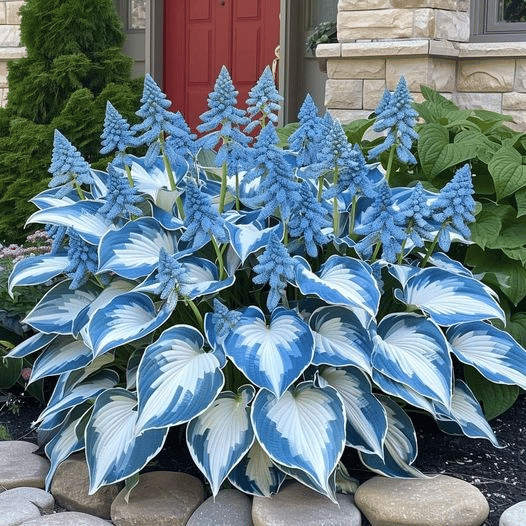 🌿Rare Hosta Seeds for Lush Shade Gardens💖🔥1 Pack-100 Seeds