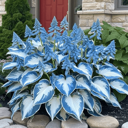 🌿Rare Hosta Seeds for Lush Shade Gardens💖🔥1 Pack-100 Seeds
