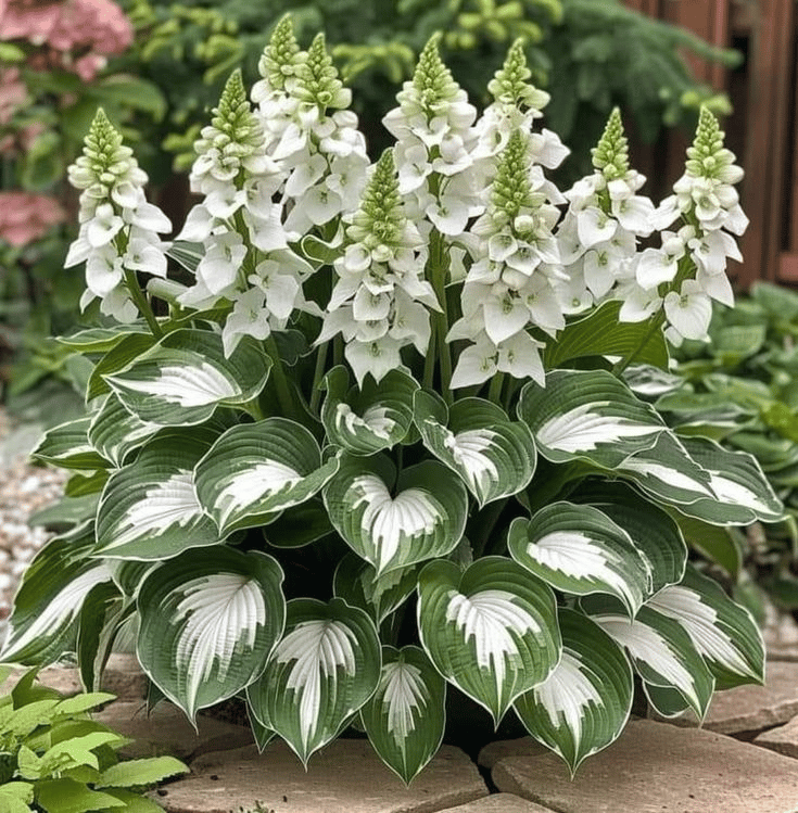 🌿Rare Hosta Seeds for Lush Shade Gardens💖🔥1 Pack-100 Seeds