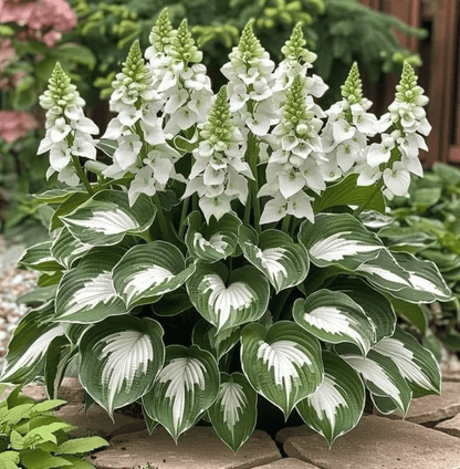 🌿Rare Hosta Seeds for Lush Shade Gardens💖🔥1 Pack-100 Seeds