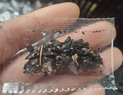 🌿Rare Hosta Seeds for Lush Shade Gardens💖🔥1 Pack-100 Seeds