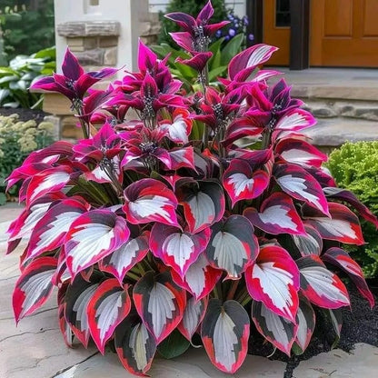 🌿Rare Hosta Seeds for Lush Shade Gardens💖🔥1 Pack-100 Seeds