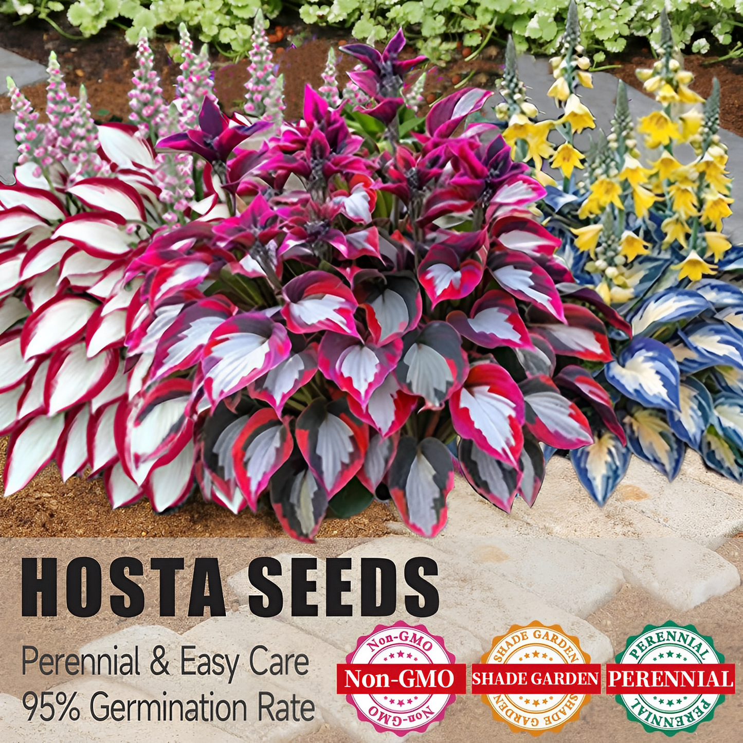 🌿Rare Hosta Seeds for Lush Shade Gardens💖🔥1 Pack-100 Seeds