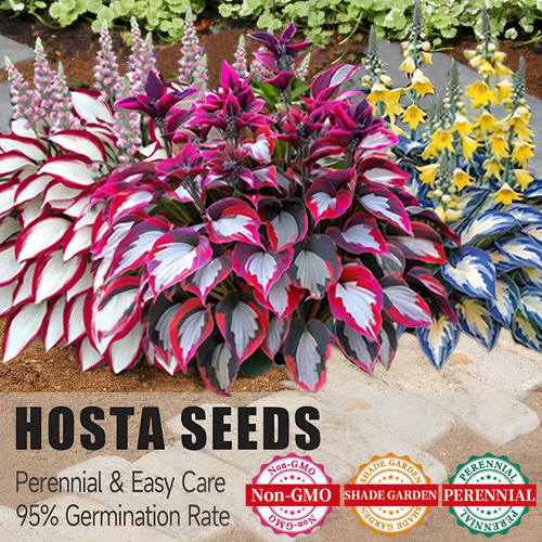 🌿Rare Hosta Seeds for Lush Shade Gardens💖🔥1 Pack-100 Seeds