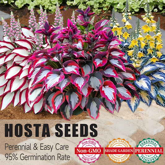 🌿Rare Hosta Seeds for Lush Shade Gardens💖🔥1 Pack-100 Seeds
