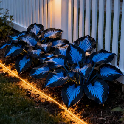 🌿Rare Hosta Seeds for Lush Shade Gardens💖🔥1 Pack-100 Seeds