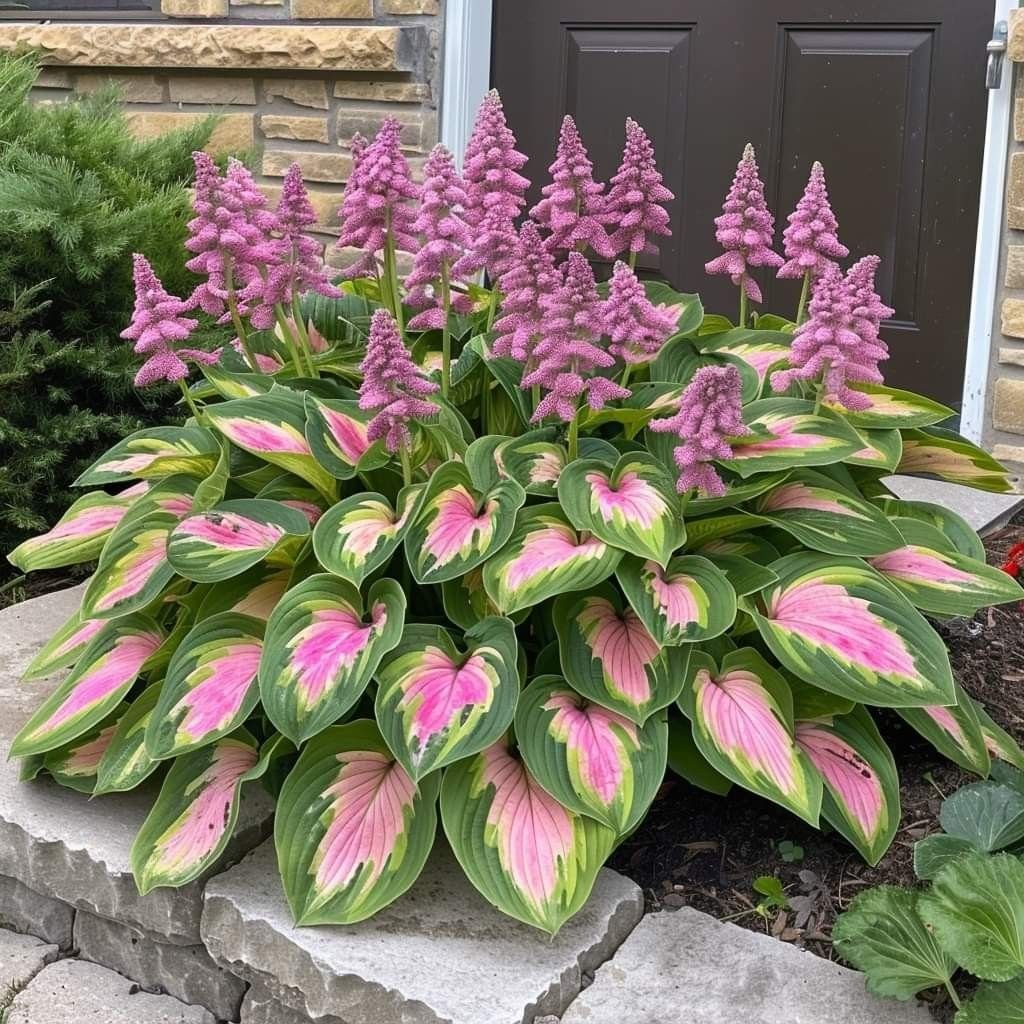 🌿Rare Hosta Seeds for Lush Shade Gardens💖🔥1 Pack-100 Seeds