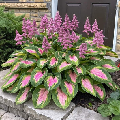 🌿Rare Hosta Seeds for Lush Shade Gardens💖🔥1 Pack-100 Seeds