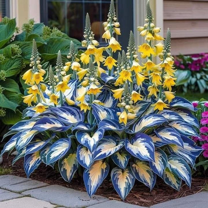 🌿Rare Hosta Seeds for Lush Shade Gardens💖🔥1 Pack-100 Seeds