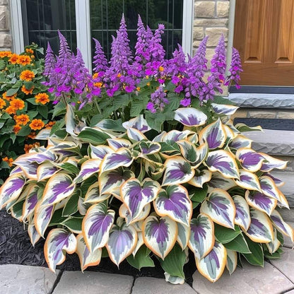 🌿Rare Hosta Seeds for Lush Shade Gardens💖🔥1 Pack-100 Seeds